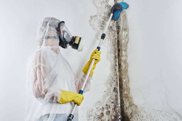Best Bathroom Mold Remediation in Union, NJ
