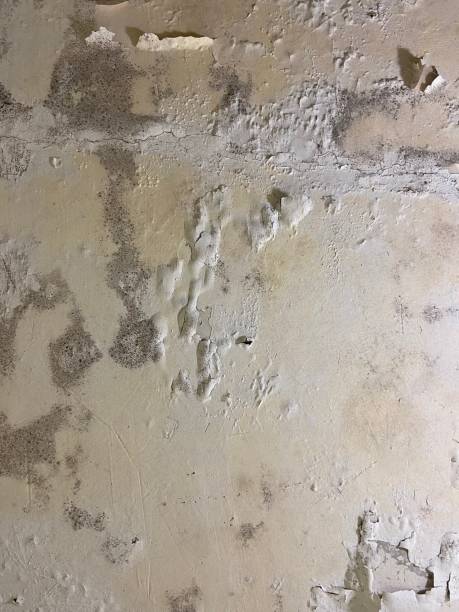 Best Preventive Mold Services in Union, NJ