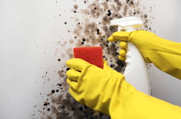 Trusted Union, NJ Mold Remediation Experts